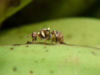 Bactrocera1  Bactrocera dorsalis on banana fruit