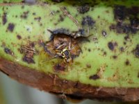 Bactrocera2  Bactrocera dorsalis on banana fruit