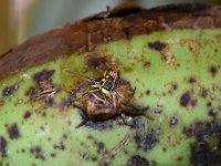 Bactrocera3  Bactrocera dorsalis on banana fruit