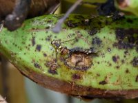 Bactrocera4  Bactrocera dorsalis on banana fruit