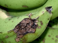 Fruitfly-banana (1)  Bactrocera dorsalis on banana fruit