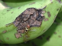 Fruitfly-banana (2)  Bactrocera dorsalis on banana fruit