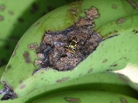 Fruitfly-banana (3)  Bactrocera dorsalis on banana fruit