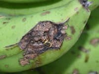 Fruitfly-banana (4)  Bactrocera dorsalis on banana fruit