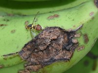 Fruitfly-banana (5)  Bactrocera dorsalis on banana fruit