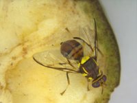 image0262  Adult of Bactrocera dorsalis on banana fruit