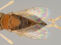 Anagyrus  Anagyrus spp. are effective parasitoids of banana mealybugs