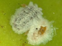 banana-mealybug (1)