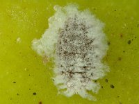 banana-mealybug (2)