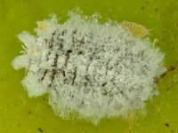 banana-mealybug (3)