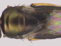 chartocerus (2)  Chartocerus sp. (Hymenoptera: Signiphoridae) are hyperparasitoids of other primary parasitoids of banana mealybugs