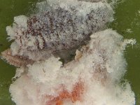 fruit-mealybugs  Maconellicoccus hirsutus on banana fruit