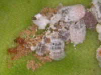 image0479  Colony of pink hibiscus mealybug on banana fruit