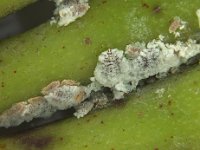 maconellicoccus1  Maconellicoccus on banana fruit