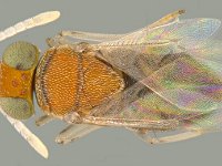 Anagyrus  Anagyrus spp. are commonly collected as parasitoids of Rastrococcus iceryoides