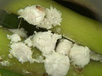 Rastrococcus-iceryoides (2)  Colony of Rastrococcus iceryoides on banana fruit