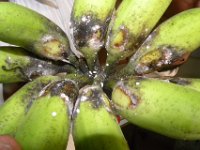 Dysmicoccus-neo2  Banana bunch infested by grey pineapple mealybug Image credit: Dr Sunil Joshi, NBAIR, Bangalore