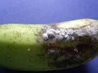 Dysmicoccus-neo4  Banana fruit with grey mealybug infestation Image credit: Dr Sunil Joshi, NBAIR, Bangalore