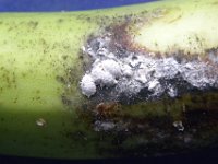 Dysmicoccus-neo5  Grey mealybugs on banana fruit Image credit: Dr Sunil Joshi, NBAIR, Bangalore