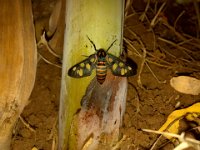 Amata adult  Adult moth resting on banana