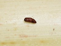 Amata pupa  Pupa of A. passalis