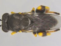 Brachymeria-lasus-ex-amata  Adult of Brachymeria lasus, a pupal parasitoid of Amata passalis