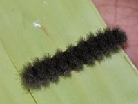 DSC 0055  Larva on banana leaf