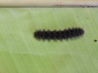 DSC 0056  Larva feeding on banana leaf