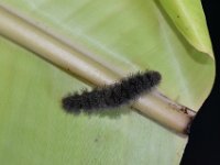 DSC 0057  Larva feeding on banana leaf