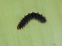 DSC 0059  Larva on banana leaf