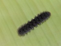 DSC 0060  Larva feeding on banana leaf