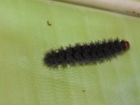 DSC 0062  Larva feeding on banana leaf