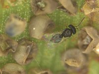 Telenomus-ex-amata  Telenomus sp., an egg parasitoid of Amata passalis