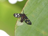 amata  Adult moth ovipositing on banana