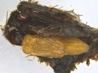 brachymeria-lasus-amata  Pupa of Brachymeria lasus, a pupal parasitoid