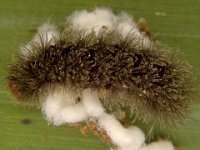 on-amata  Larva parasitized by Glyptapanteles sp.