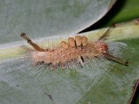 olene  Larva on banana leaf