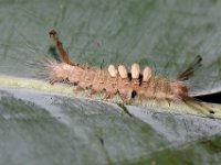 olene2  Larva on banana