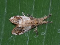 olene3  Adult moth