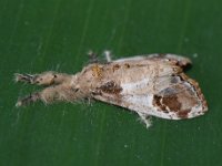 olene5  Adult moth