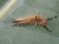 olene8  Larva on banana