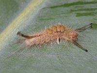 olene9  Larva