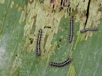 DSC 1837  Early stage larvae on banana causing skeletonization of leaf