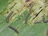 DSC 1838  Early stage larvae on banana causing skeletonization of leaf