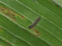 DSC 1852  Early stage larva on banana