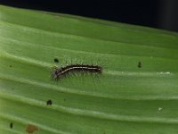 DSC 1853  Early stage larva on banana