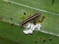 DSC 1854  Parasitized larva