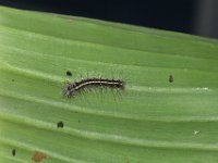 DSC 1859  Early stage larva on banana