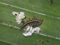 DSC 1865  Parasitized larva