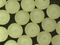 Pericallia-eggs (2)  Eggs (magnified)